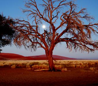africa tree moon