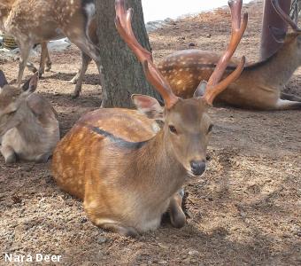 Nara Deer