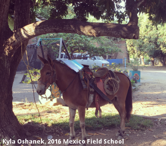 Kyla Oshanek, 2016 Mexico Field School