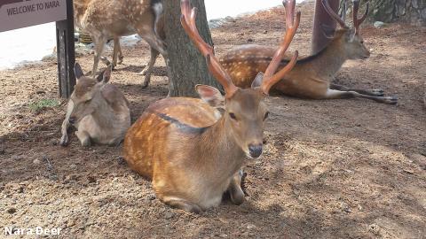 Nara Deer