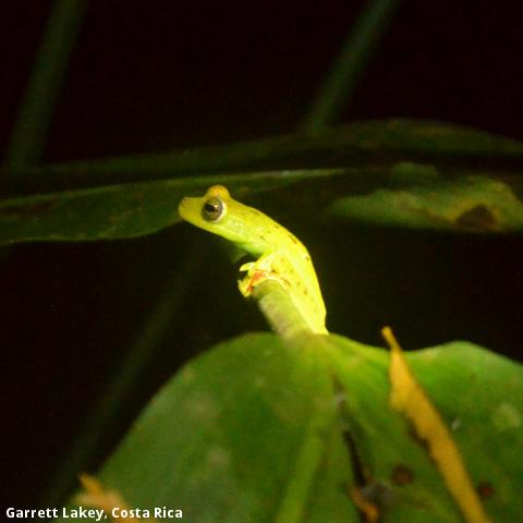 Garrett Lakey, Costa Rica