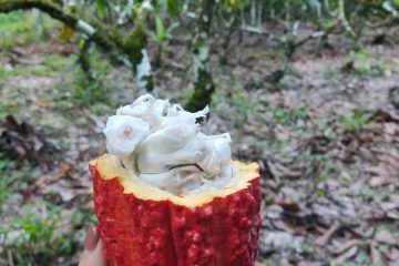 Brazil-Field-School_4